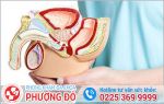 Dương vật mềm khi đang quan hệ phải làm sao?