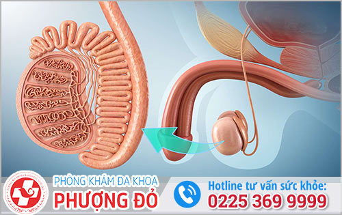 Tổng hợp các bệnh ở tinh hoàn và triệu chứng thường gặp